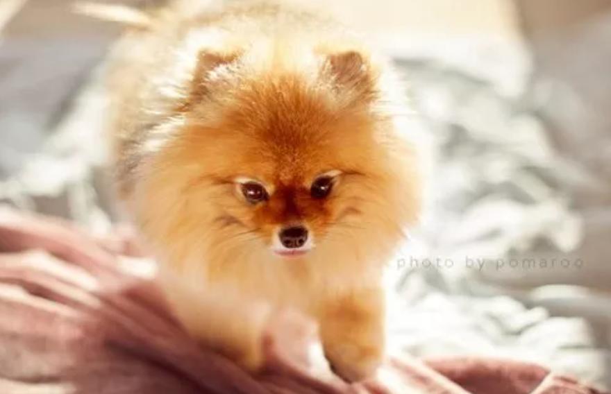 博美狗狗肾脏衰竭吃什么,博美病了不吃狗粮怎么办