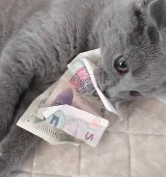 被主人弃养在医院的蓝猫,英短蓝猫为什么会流产