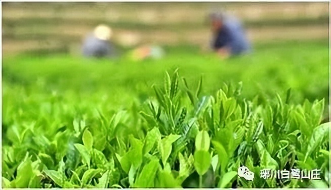 凤冈锌硒绿茶什么品牌好,凤冈锌硒绿茶和湄潭翠芽哪个好喝