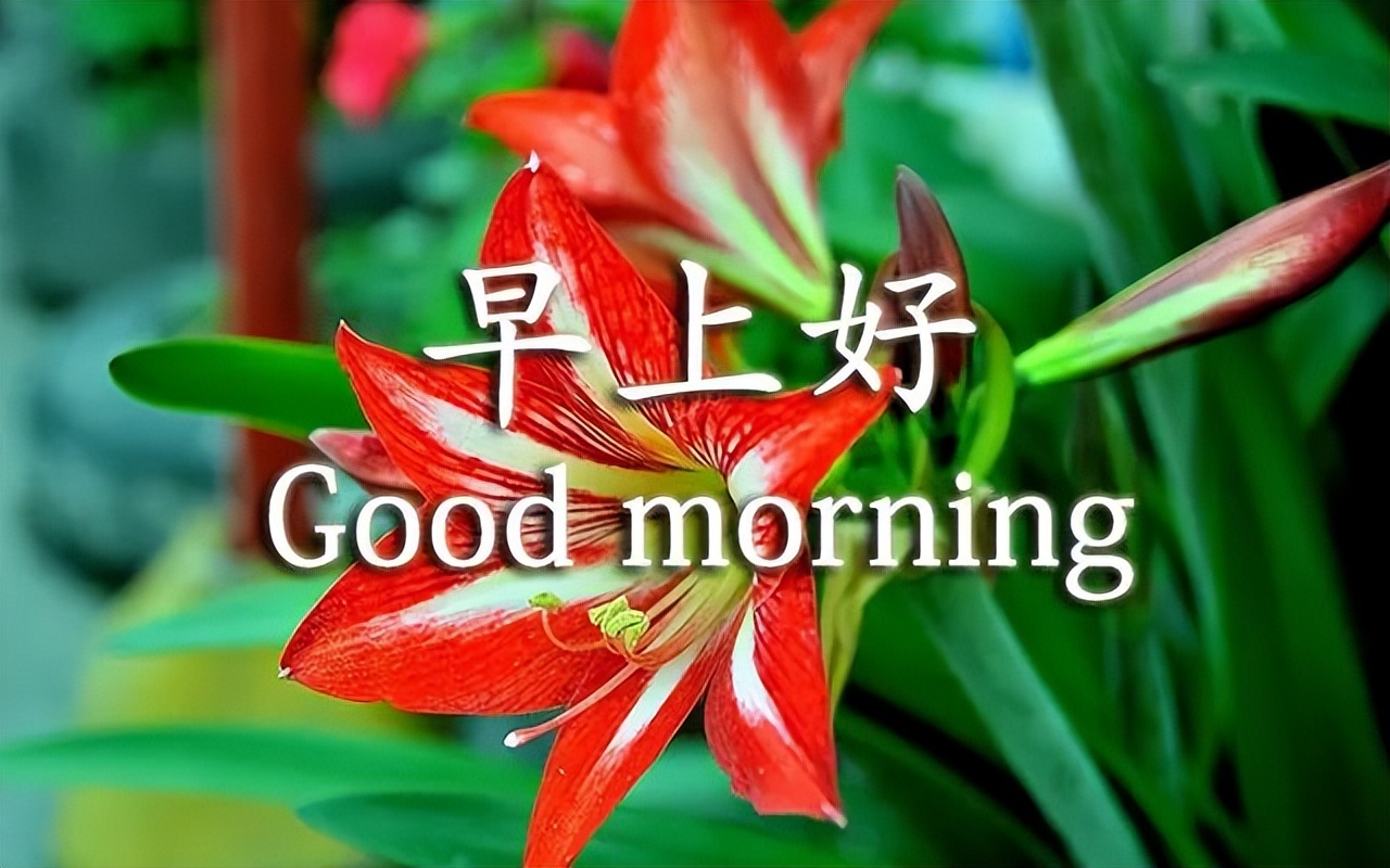 最真挚的祝福和问候早上好表情包,早上好图片带字逗人开心表情包