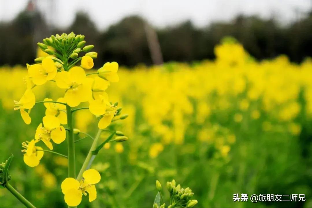 广州花都梯田油菜花,广州徒步赏油菜花路线