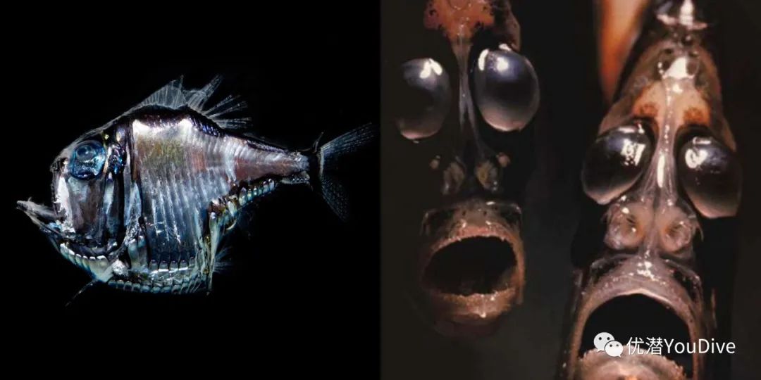 异形怪物万圣节,万圣节之诡异怪谈