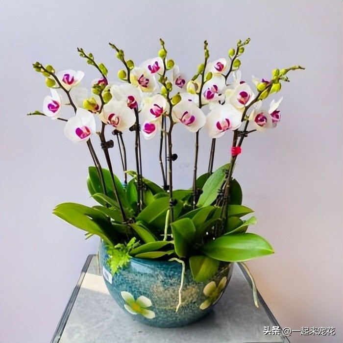 11-12月份开花的兰花是什么兰花,什么样的兰花好养并且花好看且香