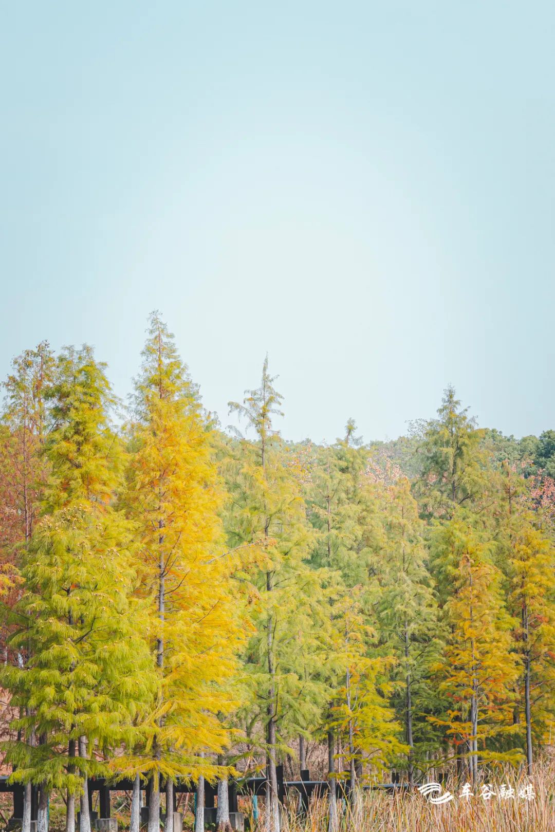 淘金山骑行绿道和东湖骑行绿道,周末绿道骑行一路都是美景