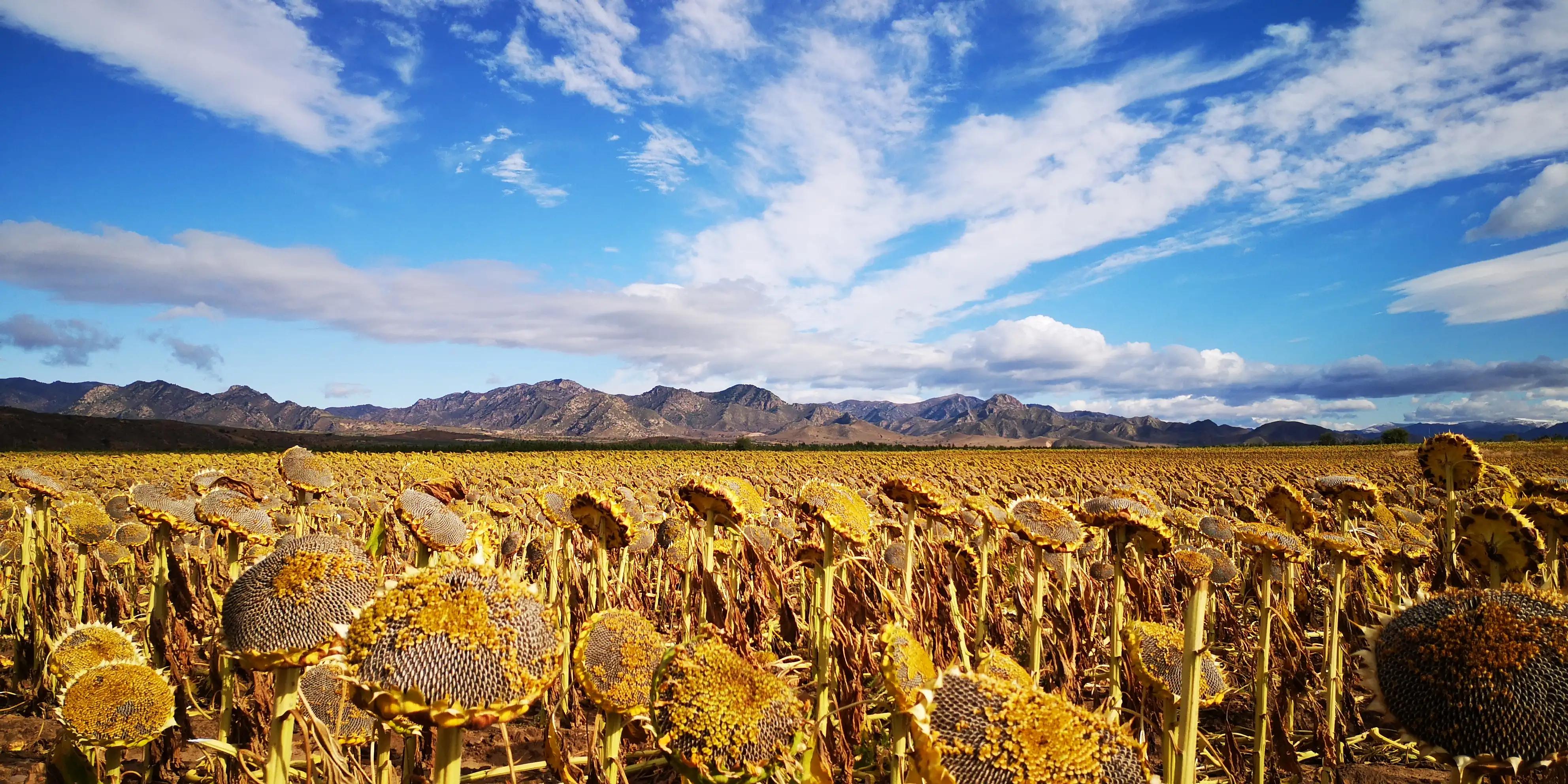 贡格尔草原好还是乌兰布统草原好,如诗如画的风景乌兰布统大草原