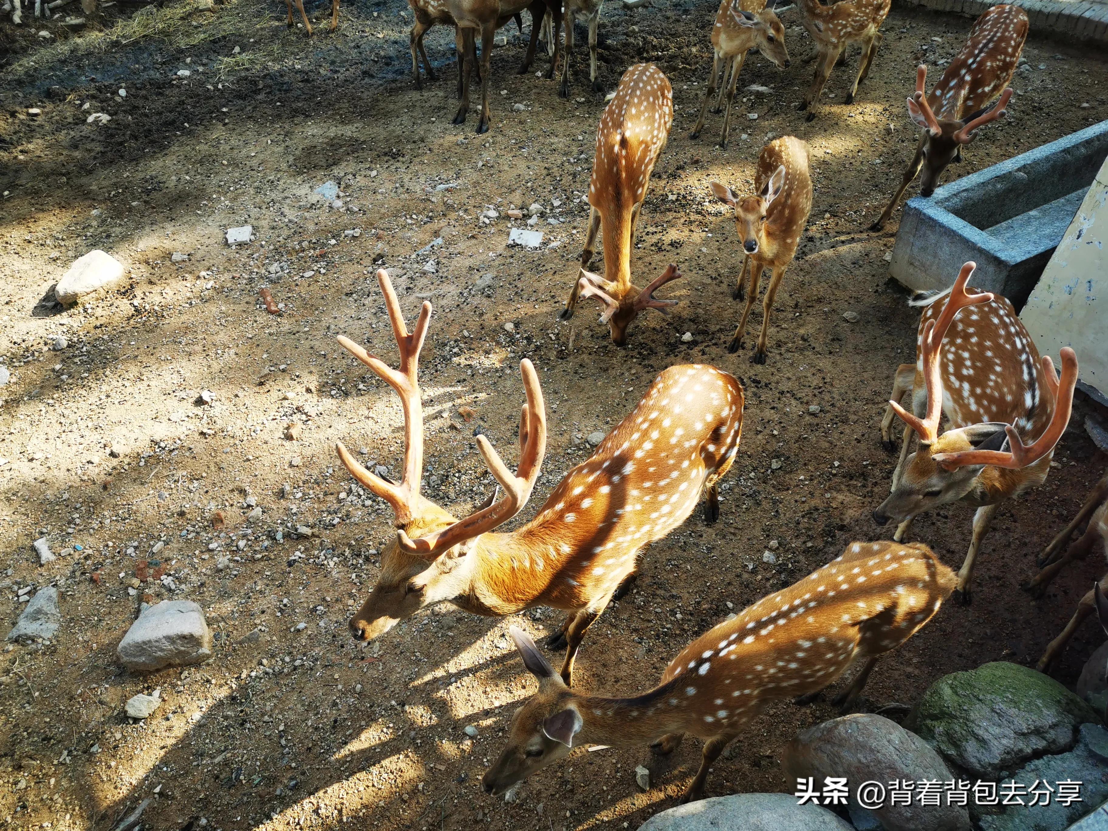 青岛大熊猫动物园8.5元门票预约,青岛动物园8.5元门票预约有熊猫吗