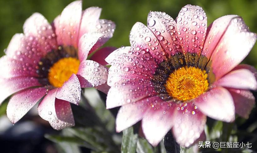 狠起来自己都害怕合集,最难驾驭的三大星座生来叛逆