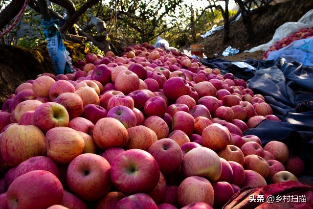 如何利用三农政策创业,三农政策对农村创业的影响