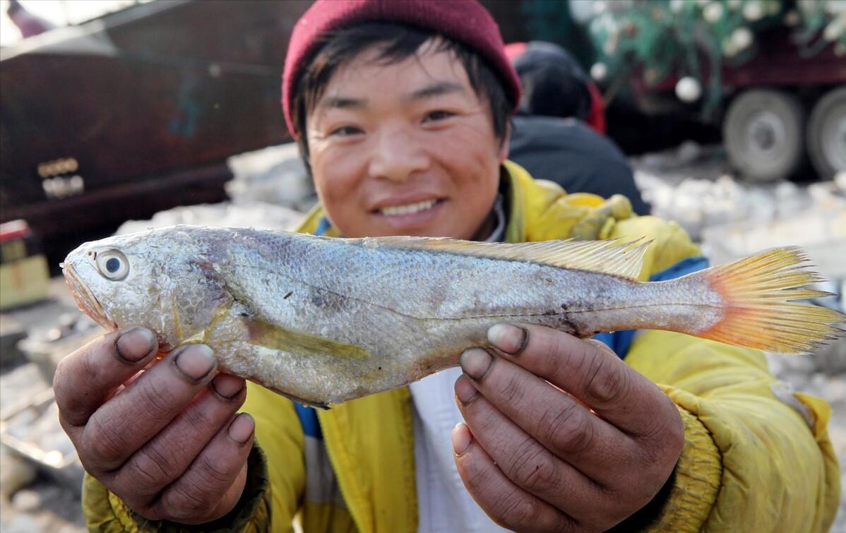 每年放流大黄鱼,现在野生的大黄鱼是以前放流的吗