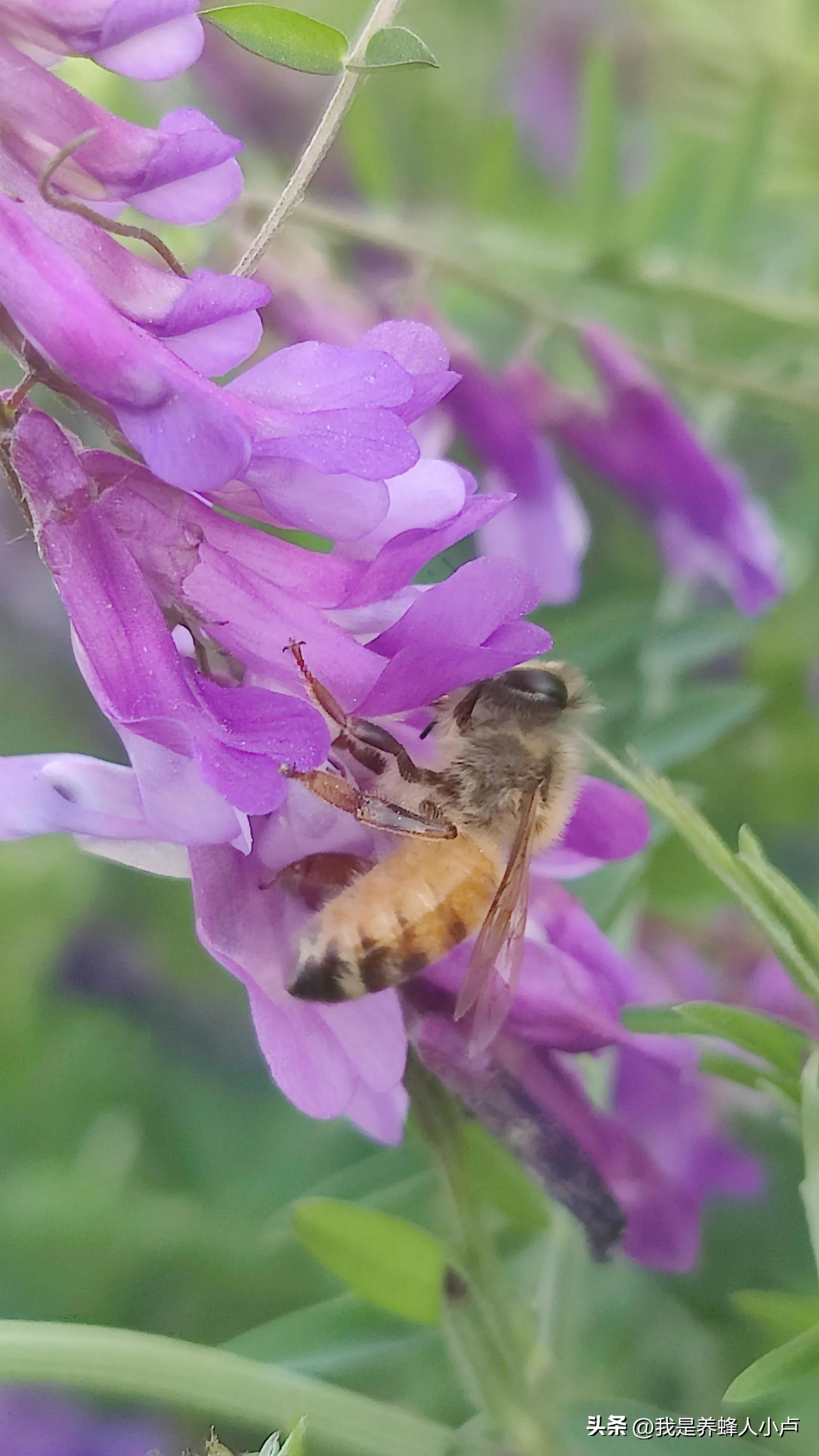你知道世界上有多少种昆虫吗,你知道世界上有多少种果子