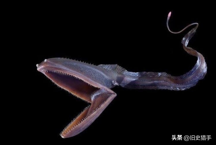 真实存在的十大奇怪动物,历史上无法解释的十大超自然动物