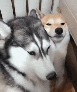 哈士奇为什么成了宠物,哈士奇为什么成了宠物狗