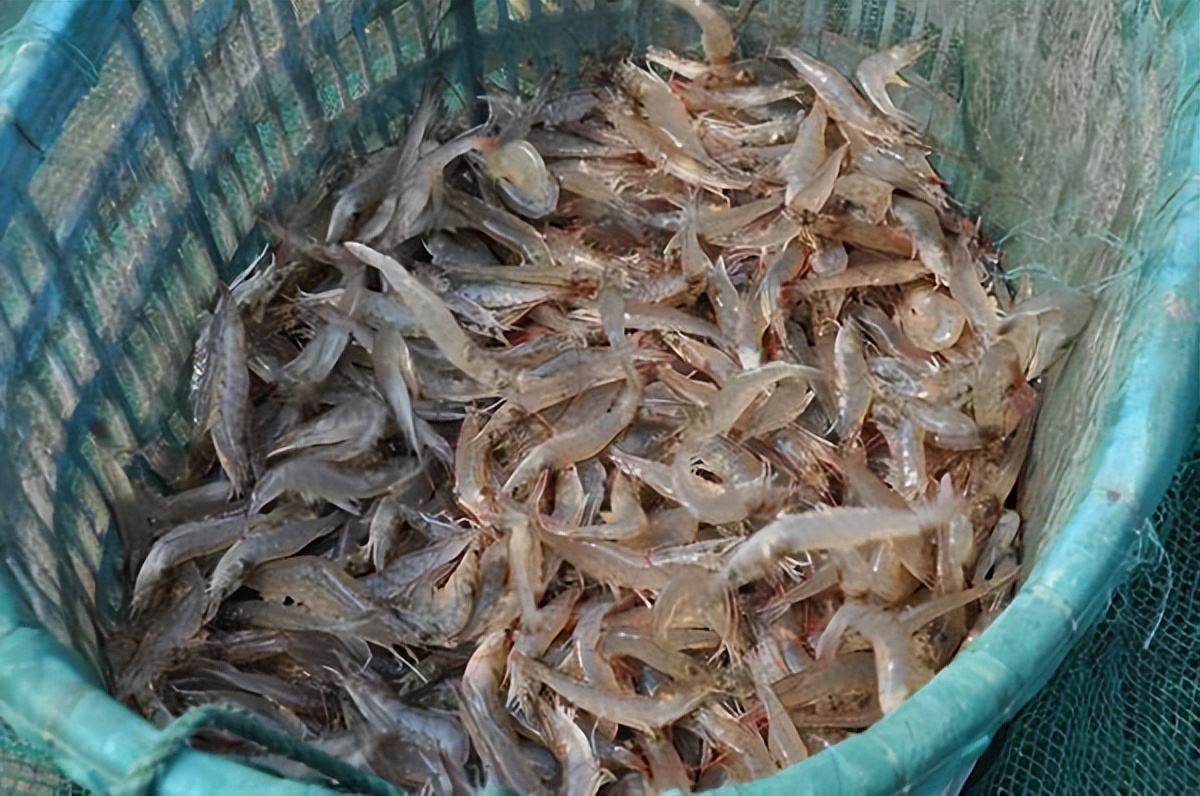 冷冻海虾和养殖虾哪个营养价值高,海虾的营养价值更高吗