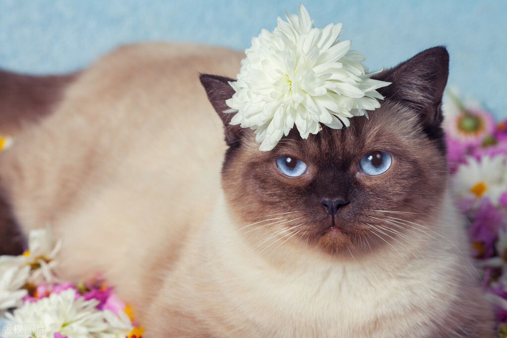 暹罗猫和布偶猫怎么区分,暹罗猫跟布偶猫有什么区别