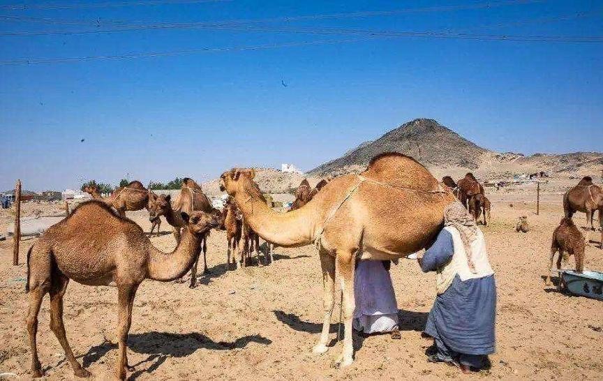 劝中年人注意饮食健康,中老年怎样吃才健康和营养