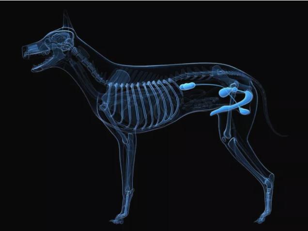 动物们的呼吸器官,动物的器官系统