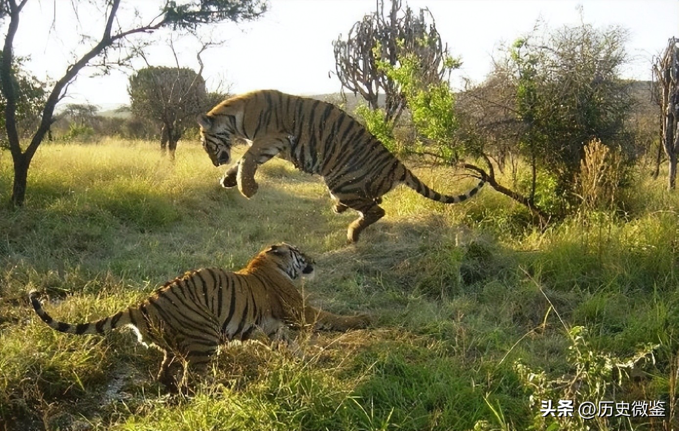 中国将5只华南虎放到非洲草原，繁衍15只后，为何迟迟不回中国
