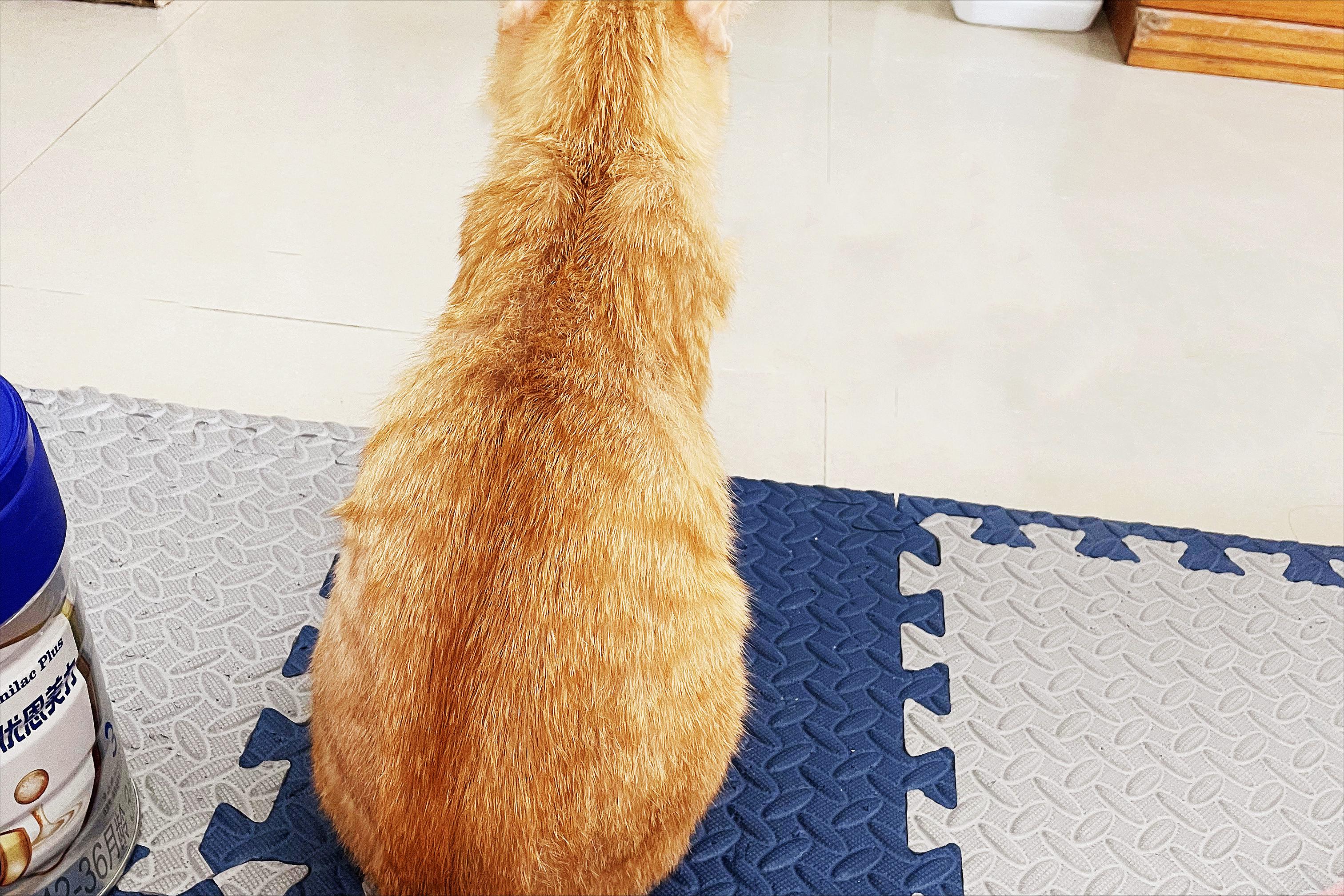 猫传腹前期治疗,猫咪得了猫传腹有必要治疗