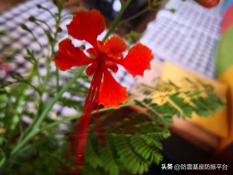 从发芽到开花的乐趣,从种子到果实成熟的感悟