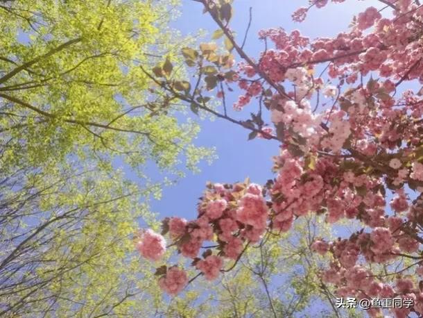 明天三月二十四老话“夏水麦收,看二十四”,啥意思?有哪些预兆