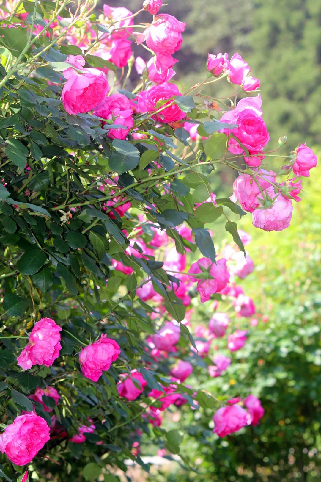 大寨玫瑰花海迷宫,花海迷宫大寨