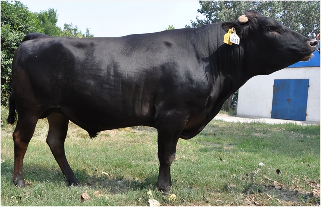 肉牛哪个品种好养长得快的,现在的肉牛什么品种比较好养