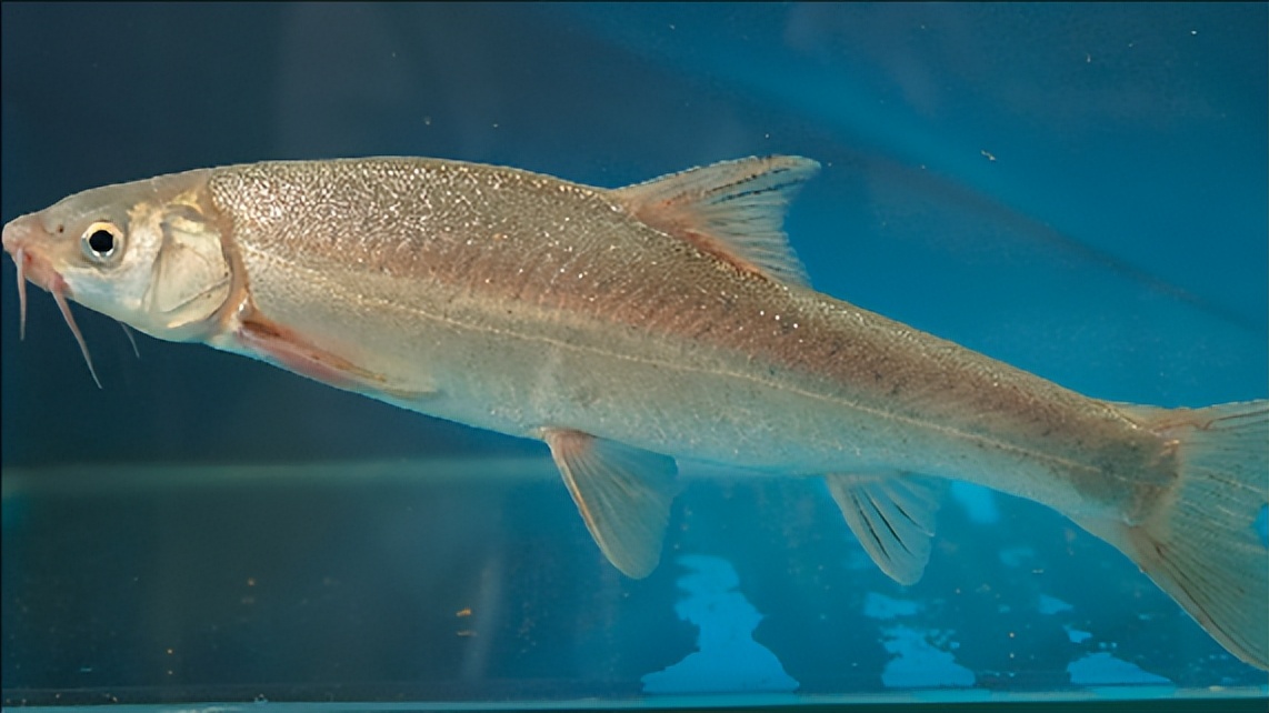 十大最贵鱼类排名,盘点最昂贵的鱼类
