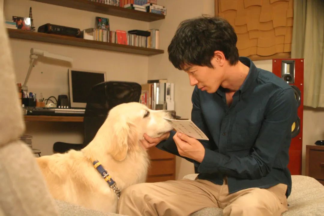 韩国最好看的狗,韩国最火的狗排行榜