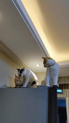 70万网友在线围观我家猫猫“搞黄色”：越看越上头，越看越变态