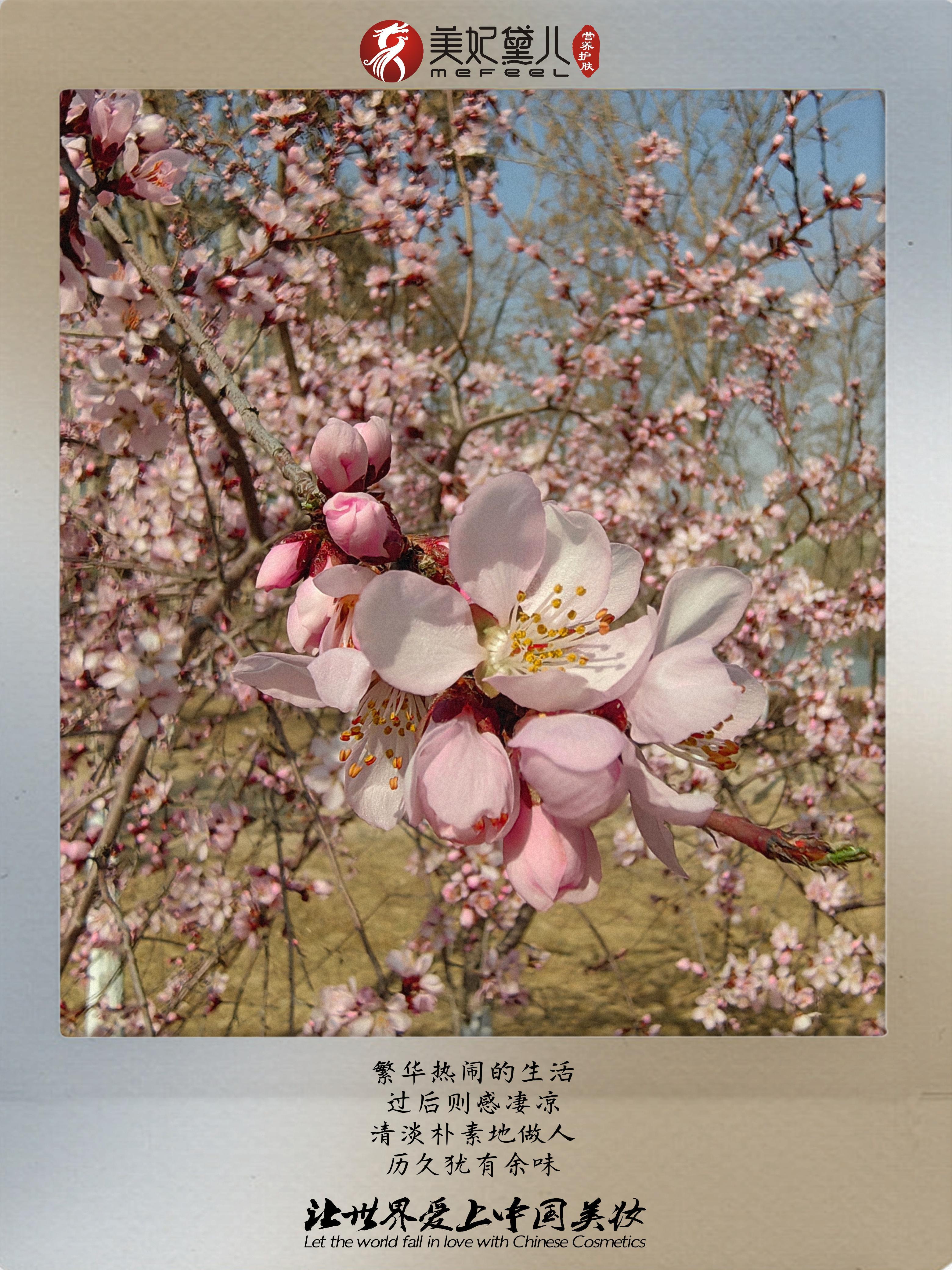 美妃黛儿：同向春风绽