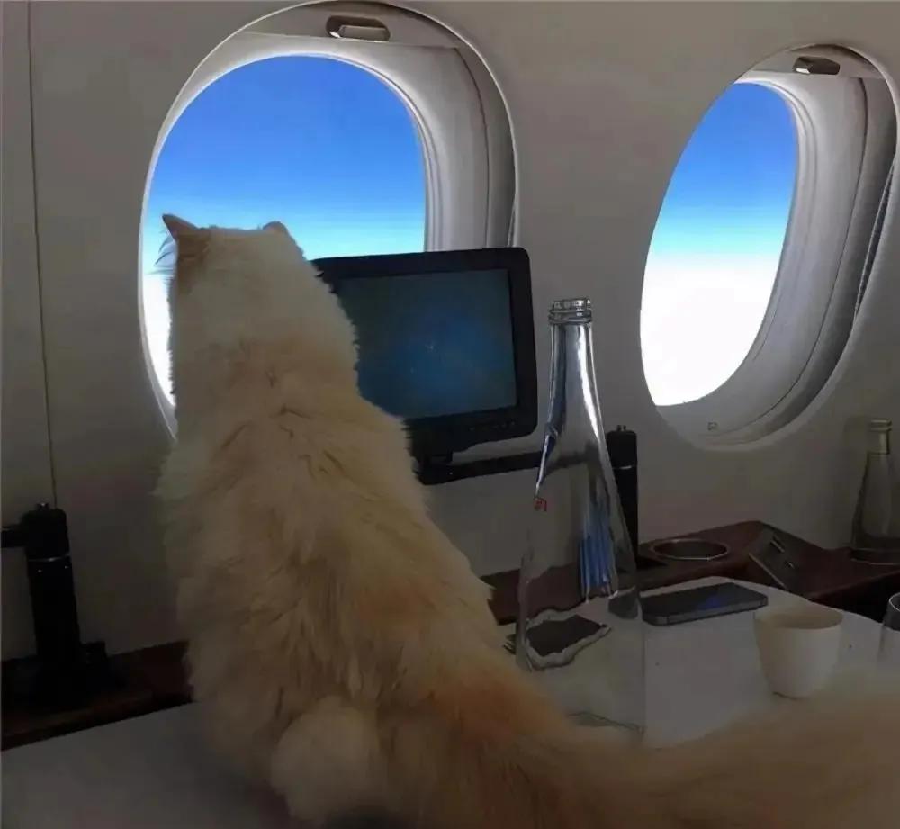 世界上最有钱的猫，坐拥21亿的财富