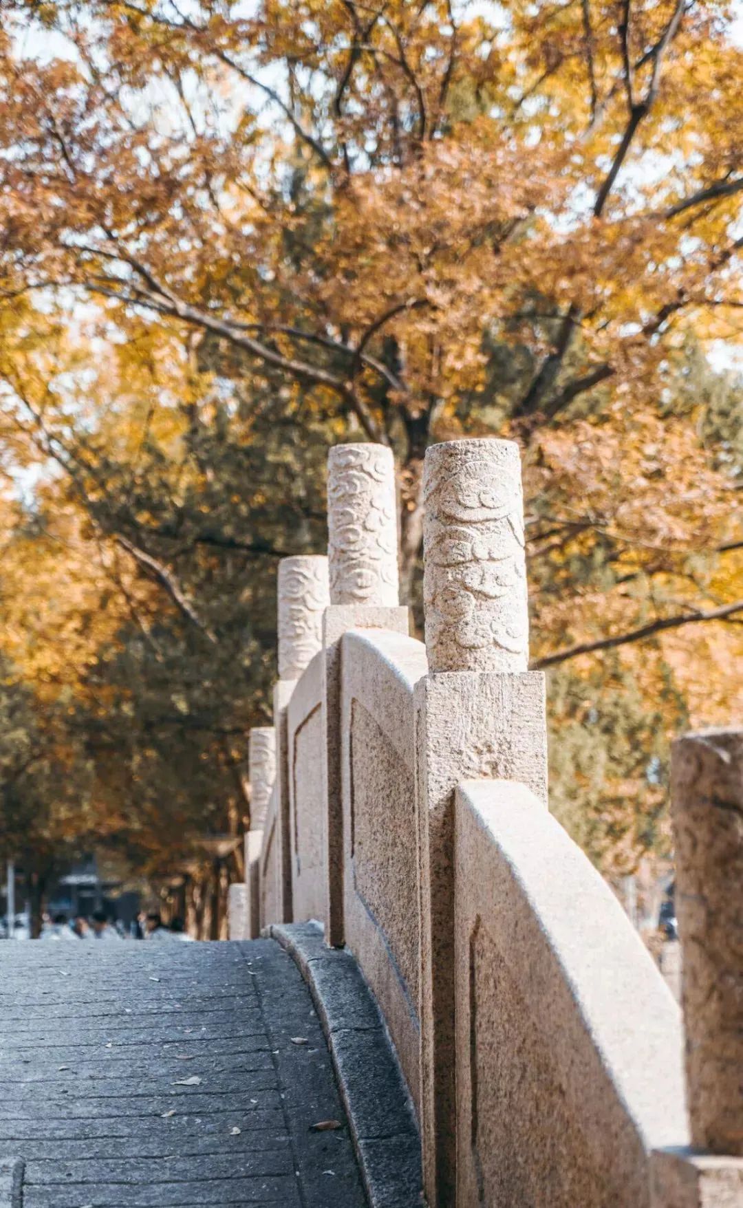 南京的法国梧桐秋天图片,南京法国梧桐秋天