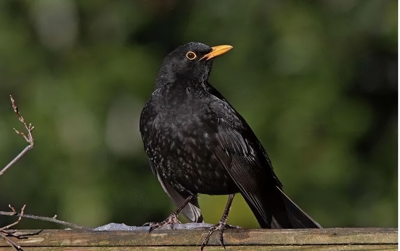 我哥窜稀，喷了我家猫一头粑粑！猫：我屎到淋头了...