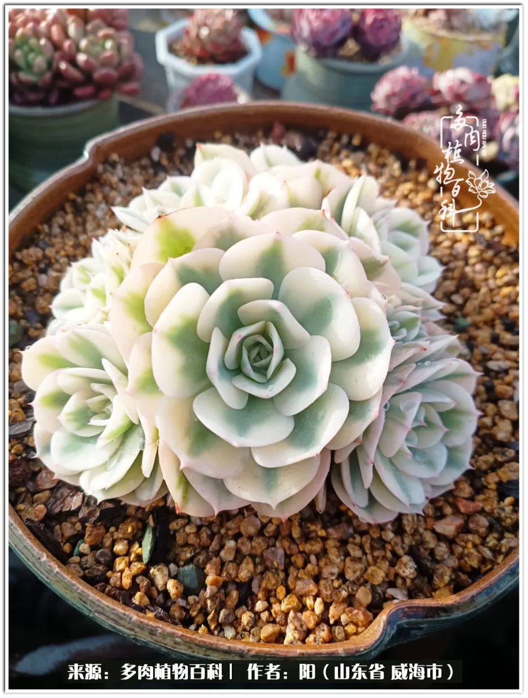 浜洪棿鐑熺伀鑷湁涓囧崈棰滆壊,浜洪棿鐑熺伀鐨嗘槸骞冲嚒棰滆壊