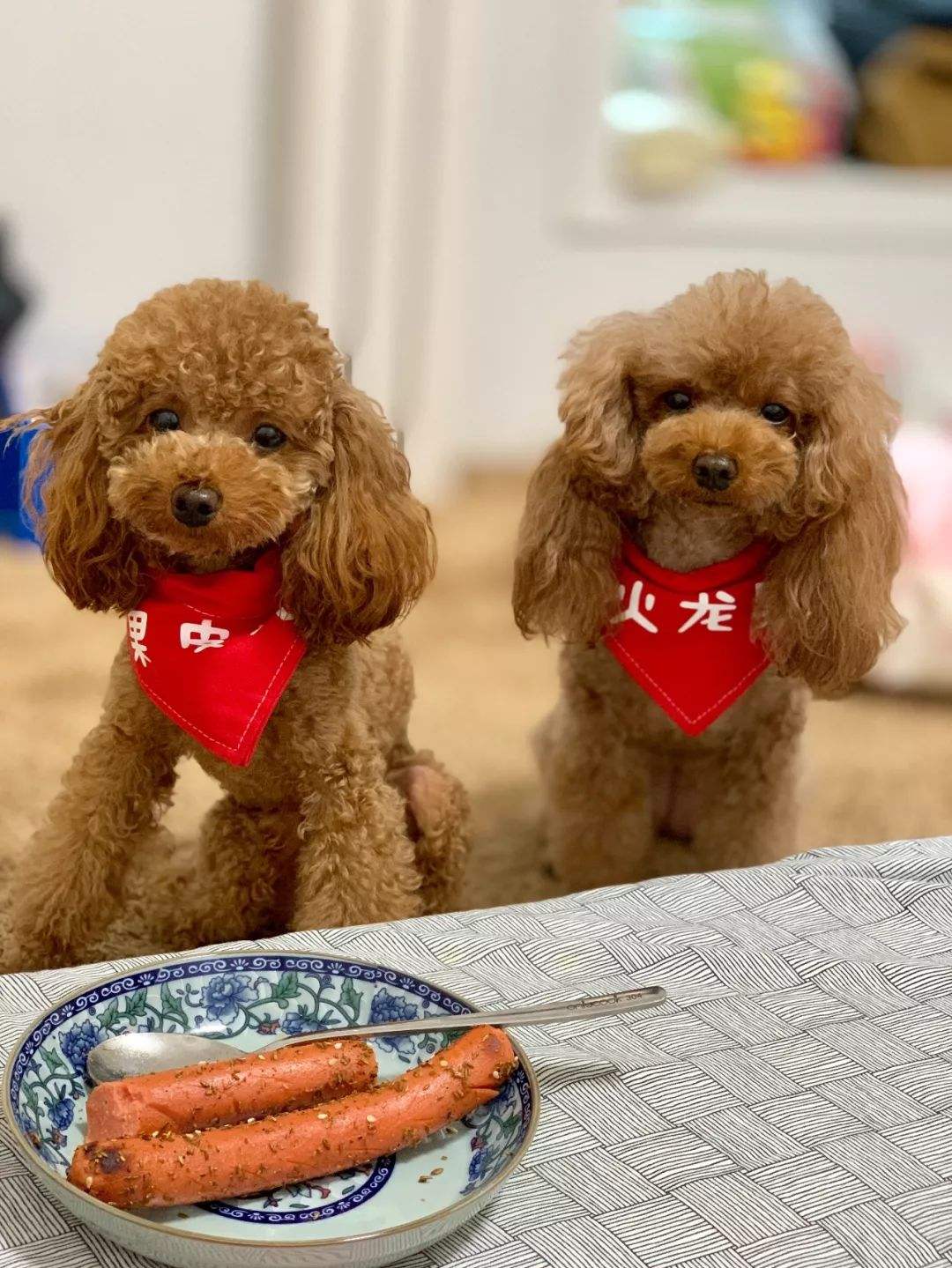 12种最适合懒人养的狗狗泰迪,适合女生养的狗泰迪缺点