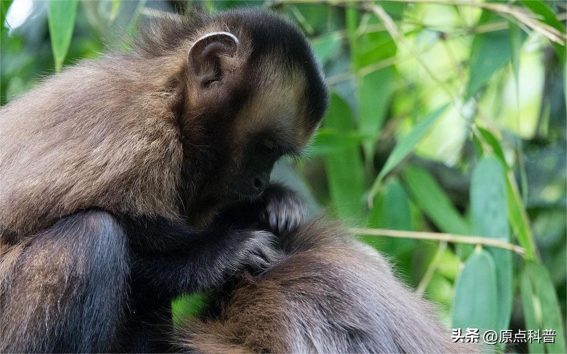 金丝猴是世界上最美猴子吗,世界上最濒危的猴子是什么猴