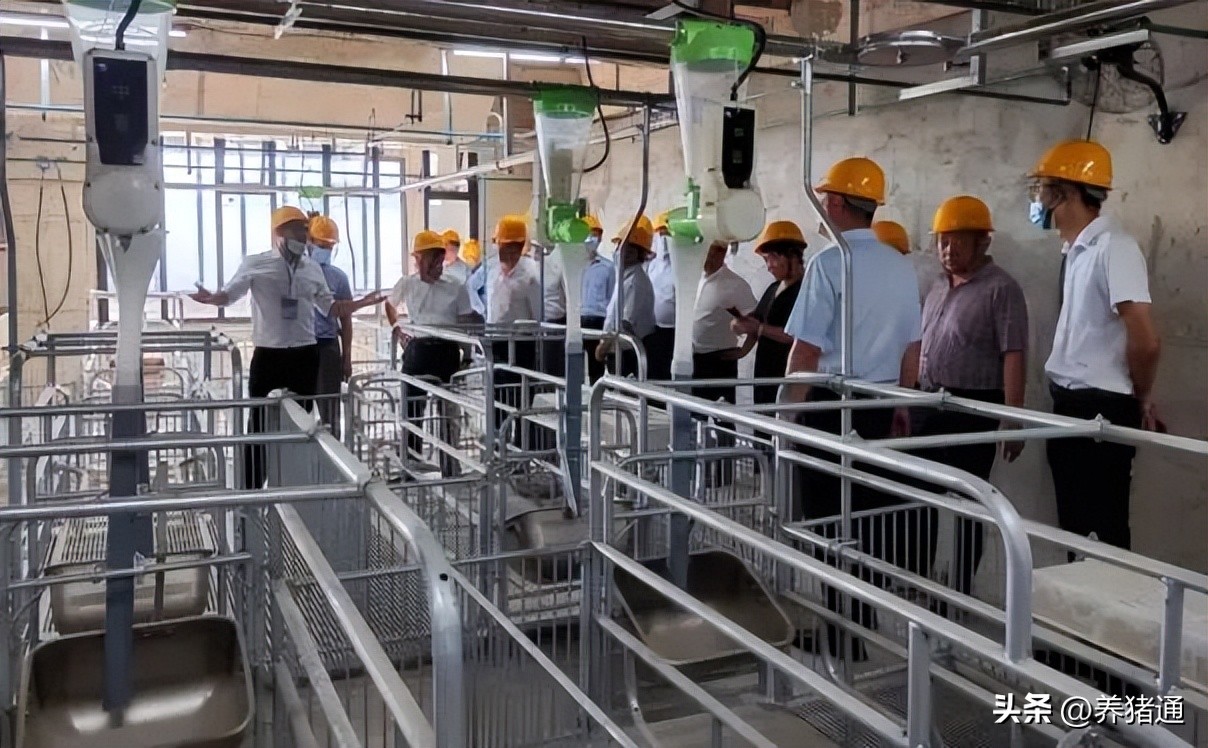 “最高养猪大楼”即将投产！投资近百亿，“楼房养猪”靠谱吗？