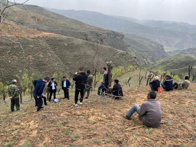 酸枣芽是炒了好还是冷冻鲜的好,酸枣芽采摘来直接生炒