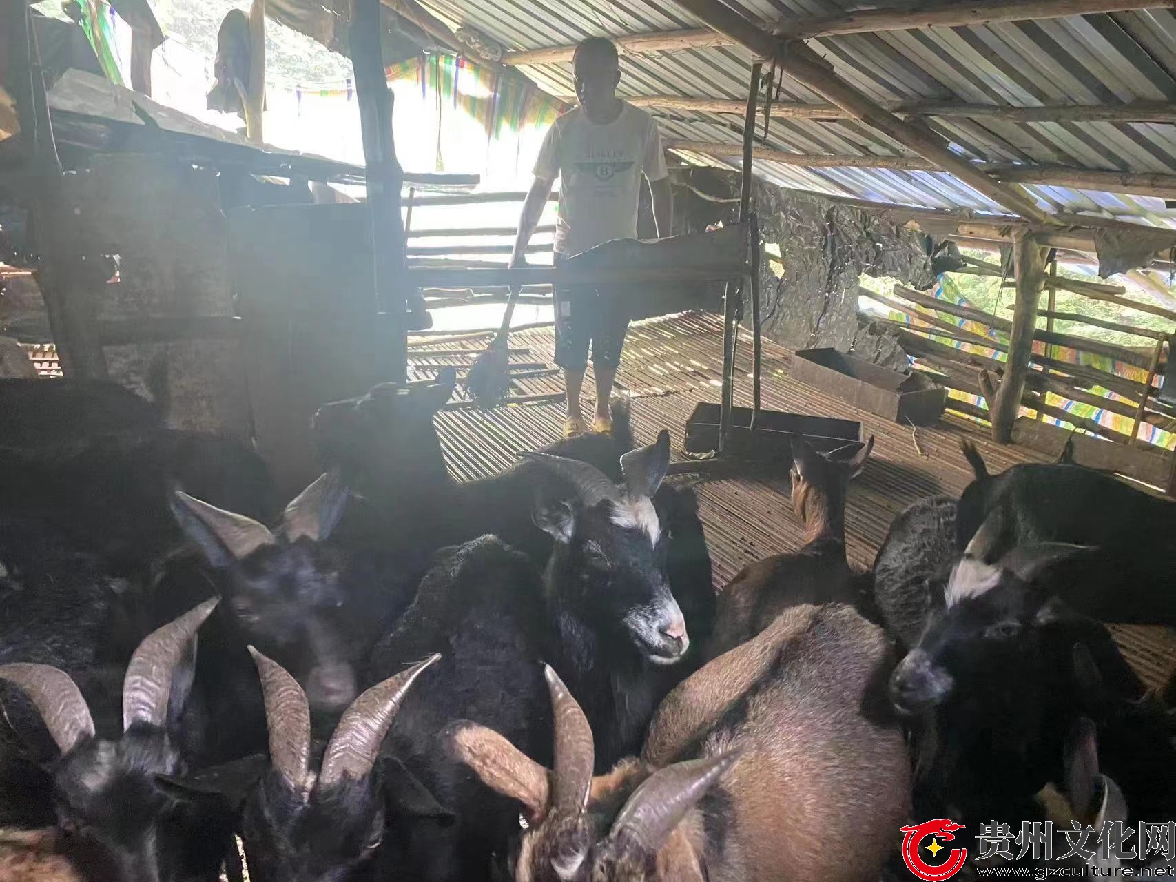 贵州90后农村娃创业,农村返乡青年创建家庭农场