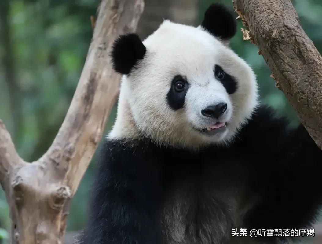 熊猫萌兰和花花在一个动物园吗,熊猫萌兰两岁就会偷奶爸的钥匙