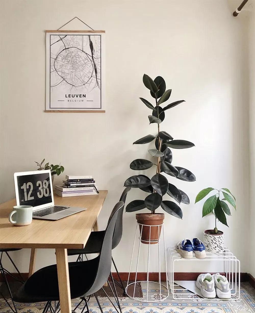 客厅实用盆栽植物有哪些,客厅一般放什么植物盆栽比较好