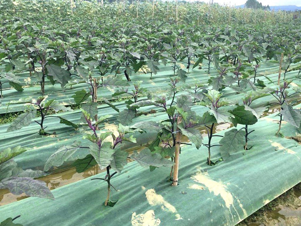 大棚很多杂草很高怎么处理,夏天杂草疯长怎么办