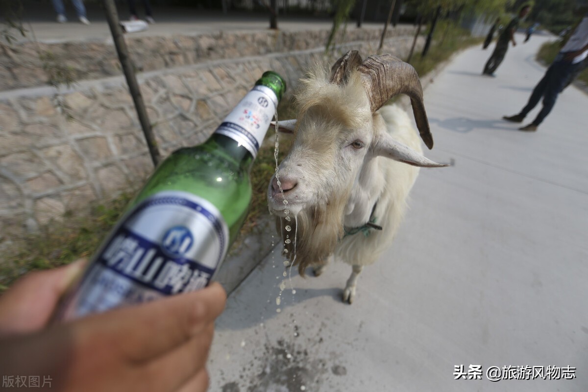 山东有哪些啤酒？盘点山东10款啤酒，很多成为经典回忆，你喝过吗