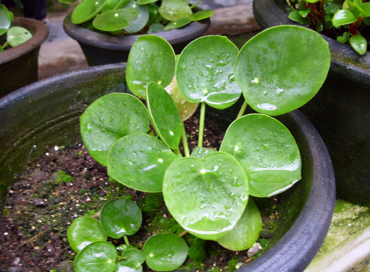 如何让镜面草变成老桩,镜面草老桩养护