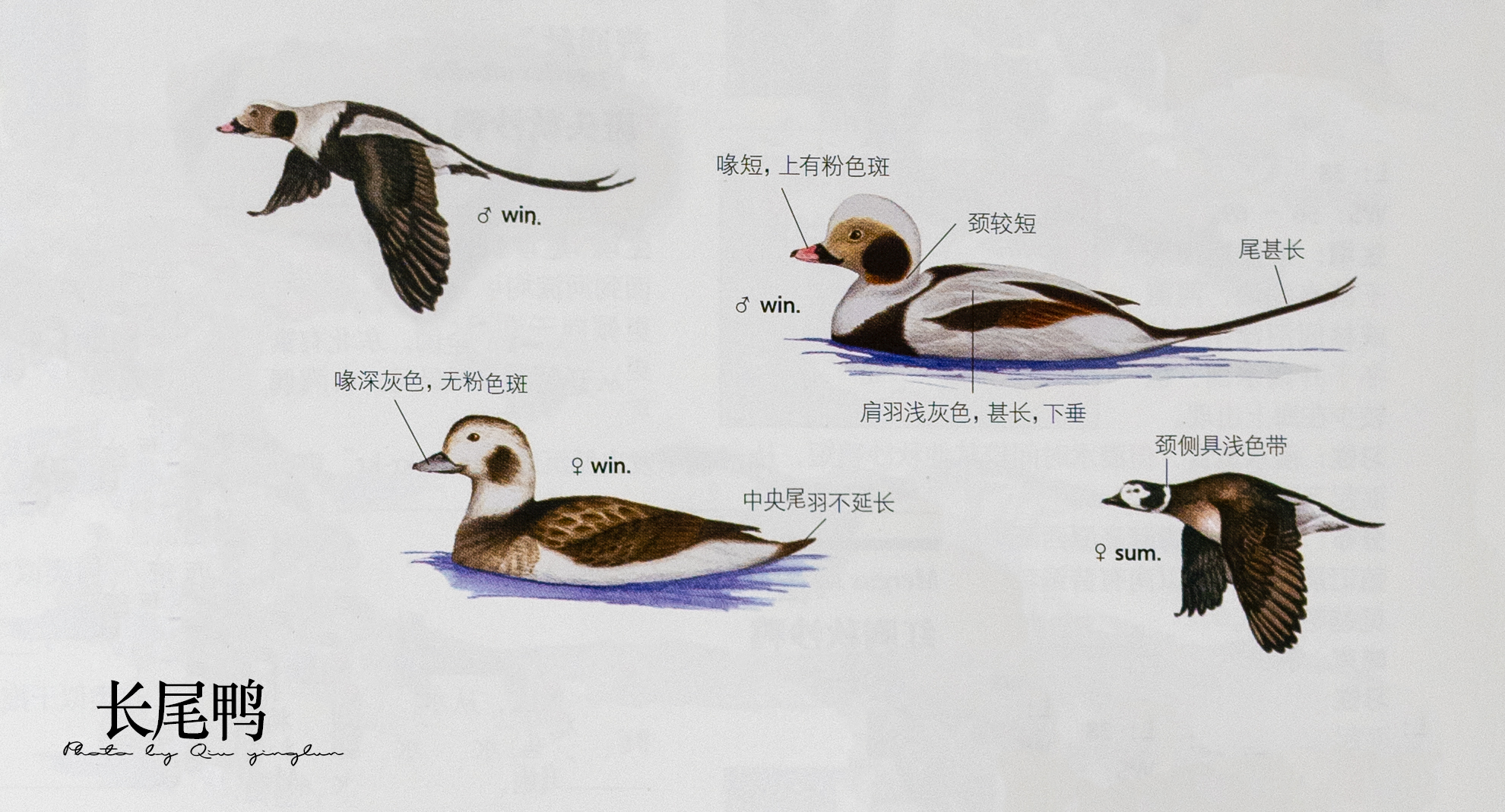 涓滄睙鎻借儨,涓滄睙鎻借儨楦熺被