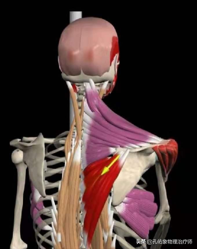 肩膀肌肉紧绷怎么放松,肩膀僵硬不放松怎么办