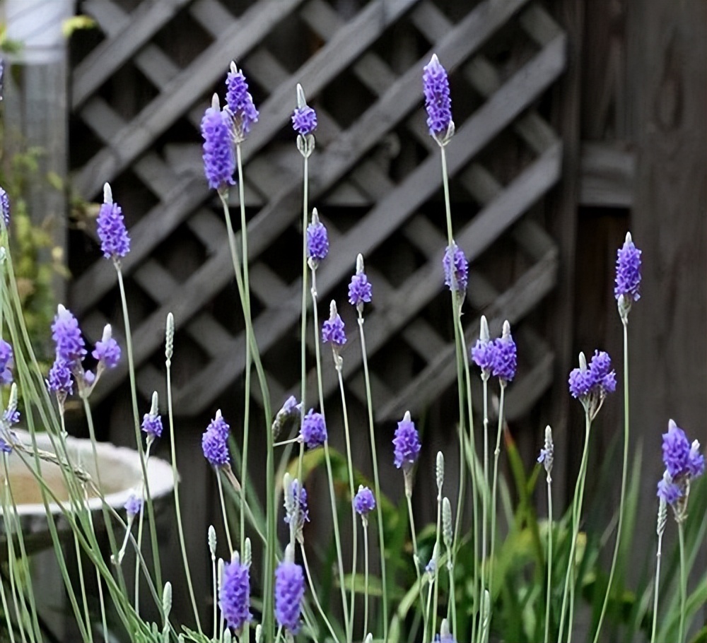 羽叶薰衣草的养护方法视频,羽叶薰衣草的养殖方法和注意事项