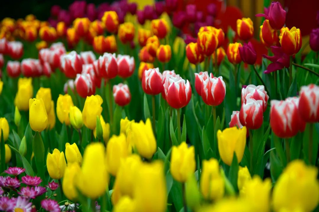 关于春天的古诗1000首,春天桃花古诗大全100首