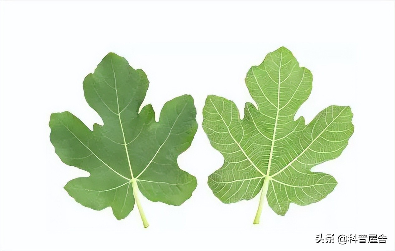 人类指纹的斗和簸箕有什么秘密,人类指纹有哪些类型特征是什么