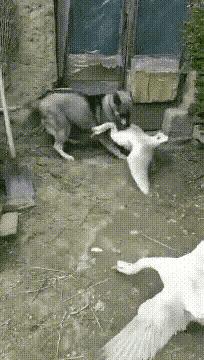 神回复：扔第一颗的时候，日本就是这么想的！神评把我笑死了